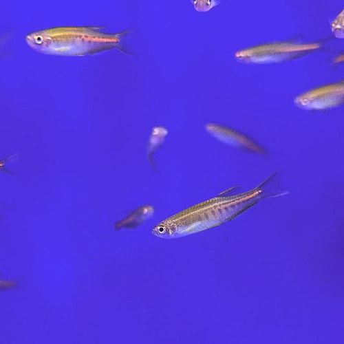 Glowlight Danio Danio tinwini