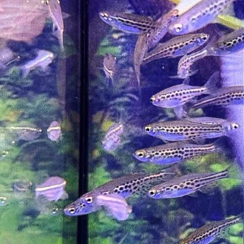 Gold Ring Danio