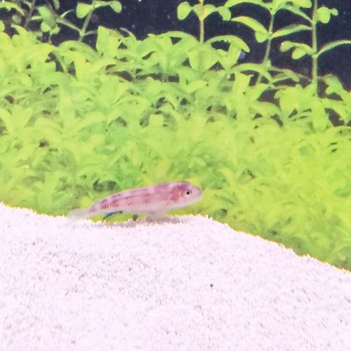 Lionhead Cichlid / Blockhead Cichlid (Steatocranus casuarius) African Aquarium Fish