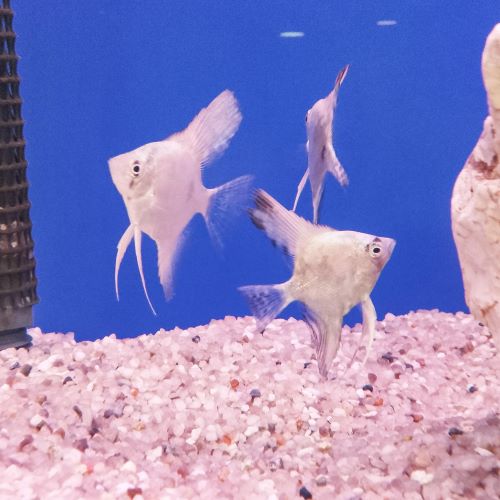 Map angelfish Pterophyllum Scalare live aquarium fish South American