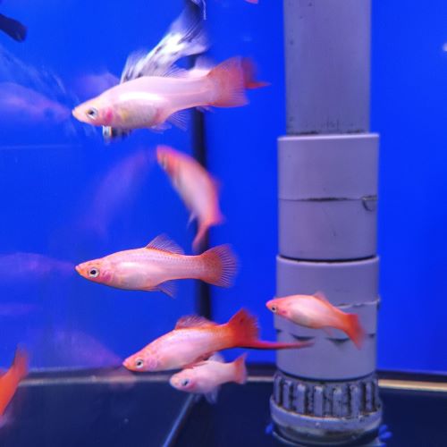 Pink Swordtail tropical fish for aquariums