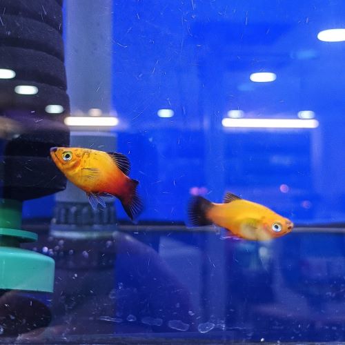Sunset Swordtail