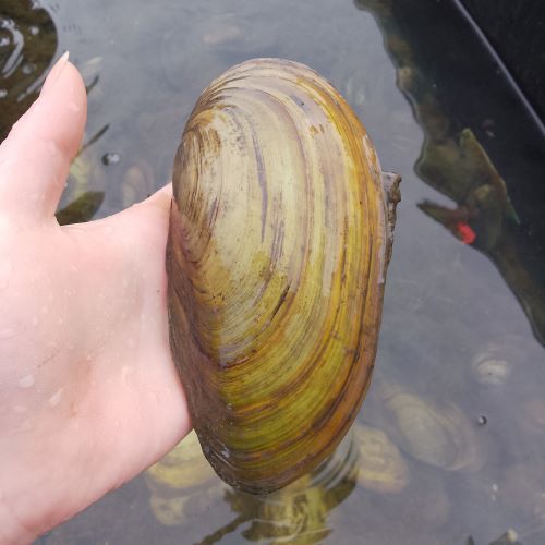Swan Mussels in Garden ponds