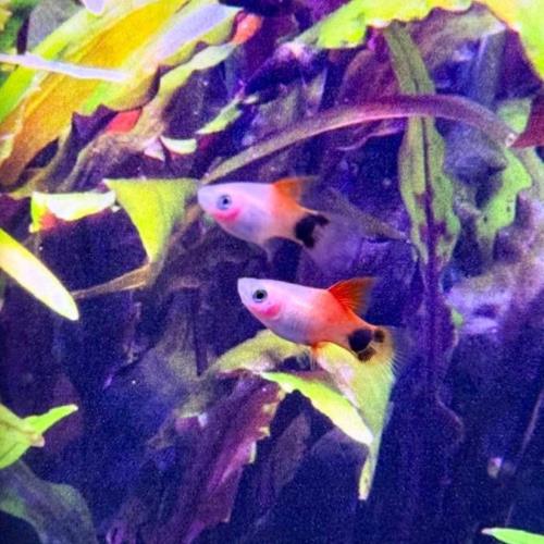 Apple Platy