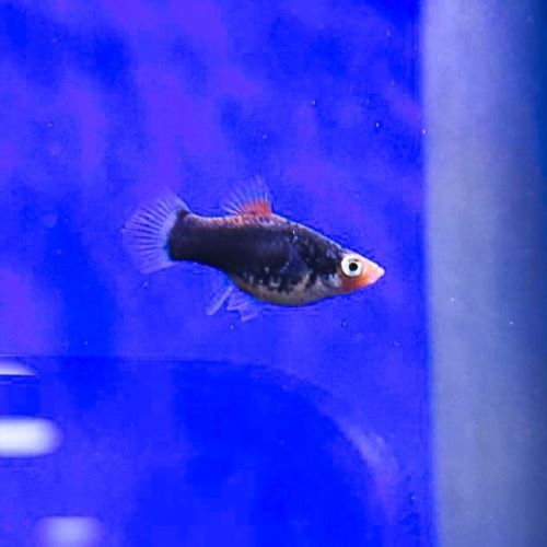 Black Platy