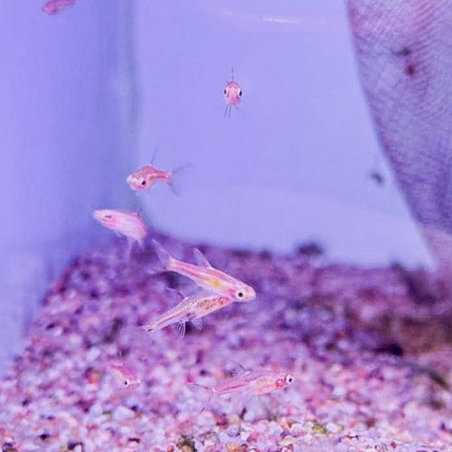 Chilli Rasbora