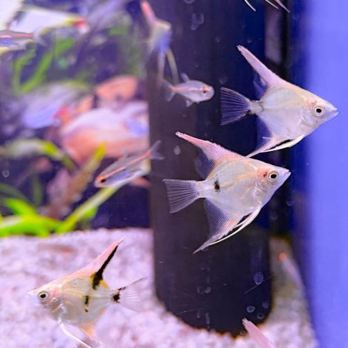 Diamond Koi Angelfish