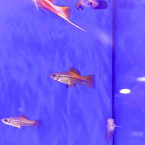 Marigold Swordtail