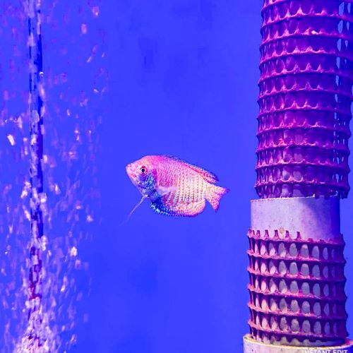Rainbow Dwarf Gourami