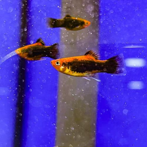 Red Tuxedo Platy