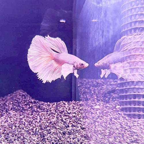Super Delta Betta Male