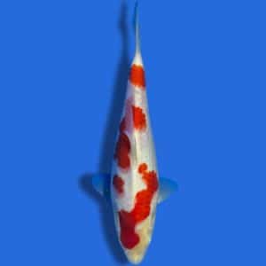 25cm Sakuma Kohaku Japanese Koi