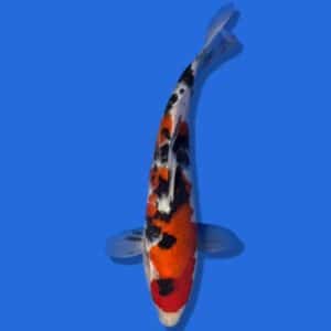 25cm Sakuma Sanke Japanese Koi