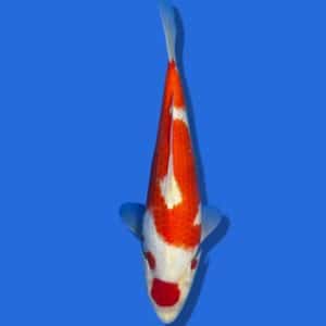 28cm Sakuma Kohaku Japanese Koi