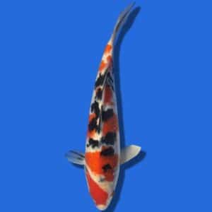 28cm Sakuma Sanke Japanese Koi (1)