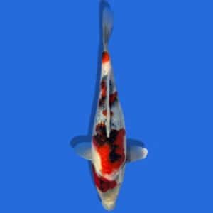 28cm Sakuma Showa Japanese Koi
