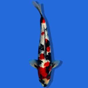 35cm Sakuma Ginrin Showa Japanese Koi
