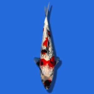 35cm Sakuma Ginrin Showa Japanese Koi
