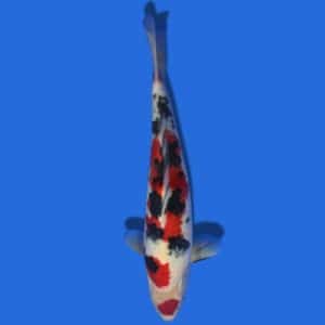 35cm Sakuma Sanke Japanese Koi