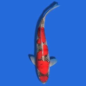 36cm Kanno Goshiki Japanese Koi