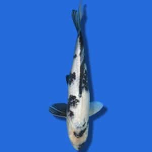36cm Omosako Shiro Utsuri Japanese koi