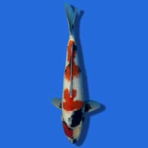 44cm Sakuma Showa Japanese Koi