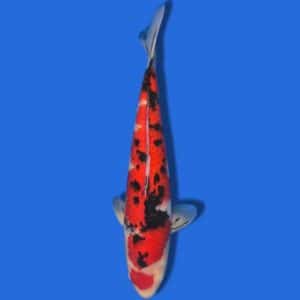 45cm Sakuma Sanke Japanese Koi