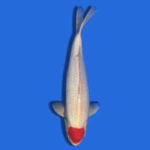45cm Sakuma Tancho Kohaku Japanese Koi