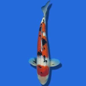 48cm Sakuma Sanke Japanese Koi