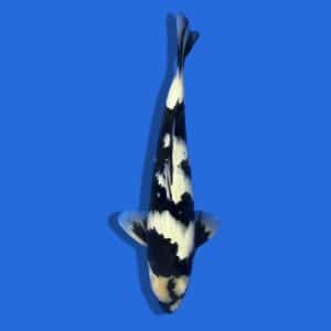 50cm Omosako Shiro Utsuri Japanese koi