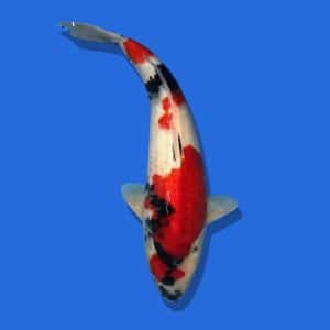 50cm Omosako Showa Japanese Koi (1)