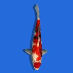 50cm Omosako Showa Japanese Koi