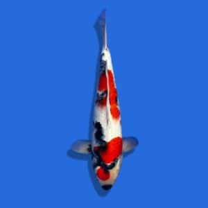 50cm Omosaku Showa Japanese Koi (1)