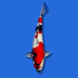 50cm Omosaku Showa Japanese Koi