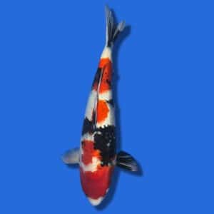 51cm NND Showa Japanese Koi
