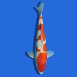 51cm Sakuma Kohaku Japanese Koi
