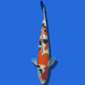 52cm Sakuma Showa Japanese Koi