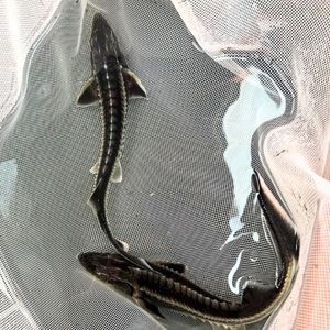 Diamond Sturgeon 5-6"