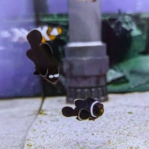 Extreme Misbar Black Clownfish Amphiprion ocellaris Marine Livestock Designer Clowns