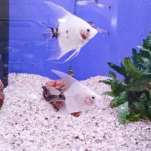 Panda Angel Tropical Fish Aquarium