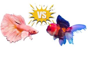 Are Coldwater Fish Easier To Keep Than Tropicals?