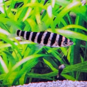 Banded Leporinus