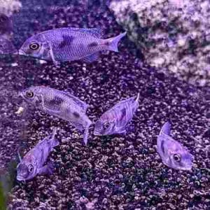 Blue Dolphin Cichlid