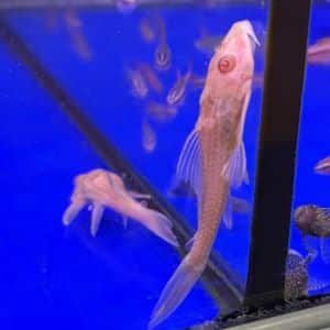 Gold Common Pleco