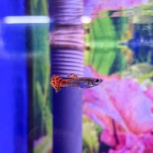 Red Cobra Guppy