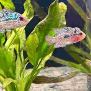 Small Flowerhorn
