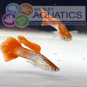 Blonde Cobra Guppy