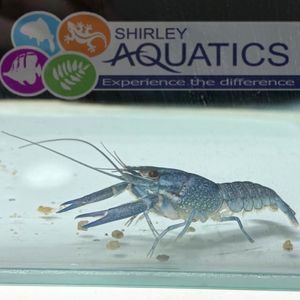 Blue Crayfish