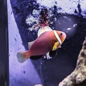 Cinnamon Clownfish