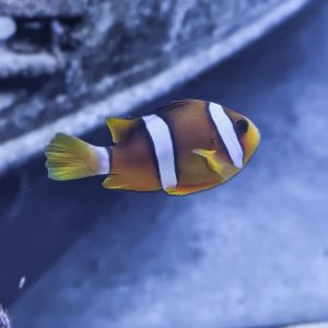 Clarkii Clownfish